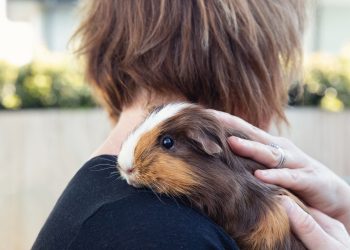 Feathered Friends: Expert Bird Care Tips for Every Bird Lover