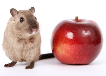 Feeding Frenzy: The Ultimate Guide to Rat Nutrition