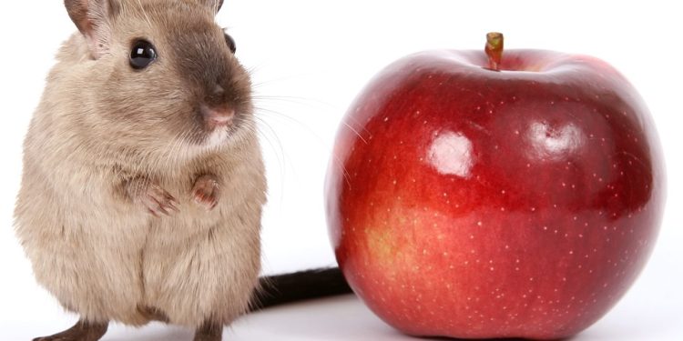 Feeding Frenzy: The Ultimate Guide to Rat Nutrition