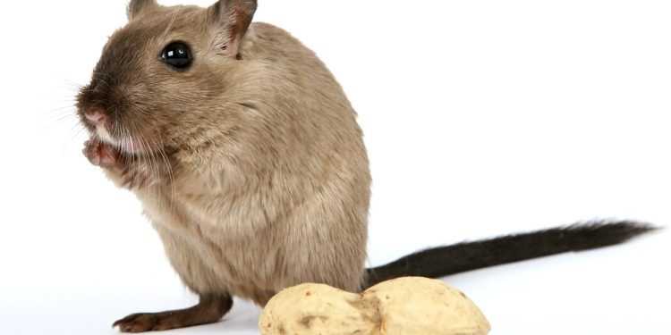 Feeding the Furry Friends: A Guide to Nutritious Rat Food Choices