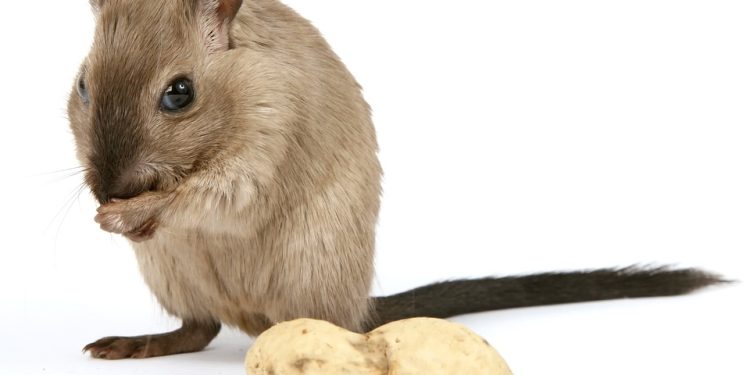 Feeding Your Pet Rat: A Complete Guide to Nutritious and Delicious Food Options