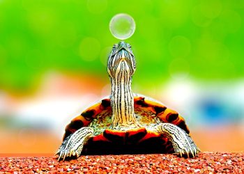 Shell-Shocked: The Ultimate Guide to Turtle Potty Training Success