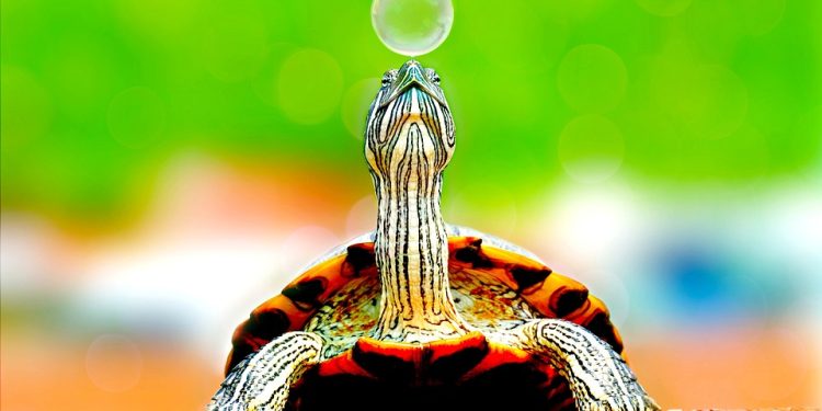 Shell-Shocked: The Ultimate Guide to Turtle Potty Training Success