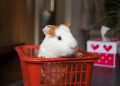 Playtime Paradise: The Best Guinea Pig Toys for Happy Pets at Home