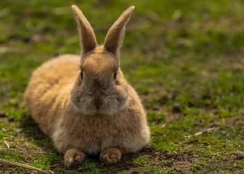 Exploring the Diverse World of Rabbit Breeds: From Mini Lops to Flemish Giants