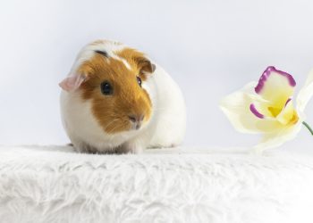 Find Your Furry Friend: Why Guinea Pig Adoption is a Game-Changer!