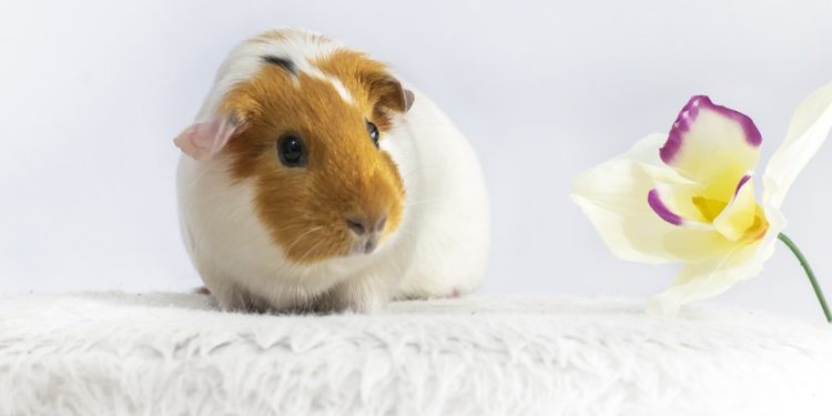 Find Your Furry Friend: Why Guinea Pig Adoption is a Game-Changer!
