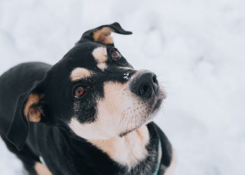 Keep Your Pup Safe and Sound: How to Handle a Dog’s Bleeding Ears