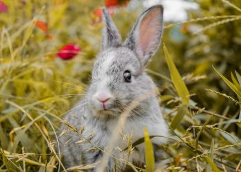 Exploring the Captivating World of Rabbit Breeds: Uncovering the Best Choice for You