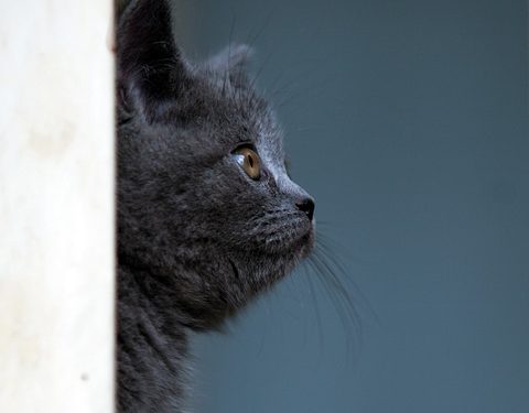 Feline Feasts: The Top Cat Food Brands Your Kitty Will Love