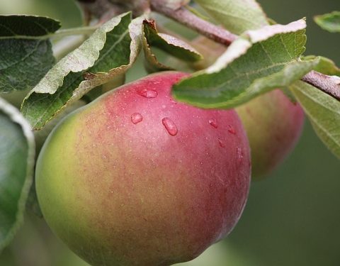 Wholesome Homemade Cat Food: Combating Allergies Naturally