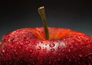 Feeding Time: Nourishing Your Reptile Friend with the Best Diet