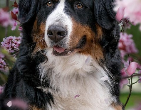 The Charm of Tiny Tails: Exploring the Irresistible Allure of Small Dog Breeds