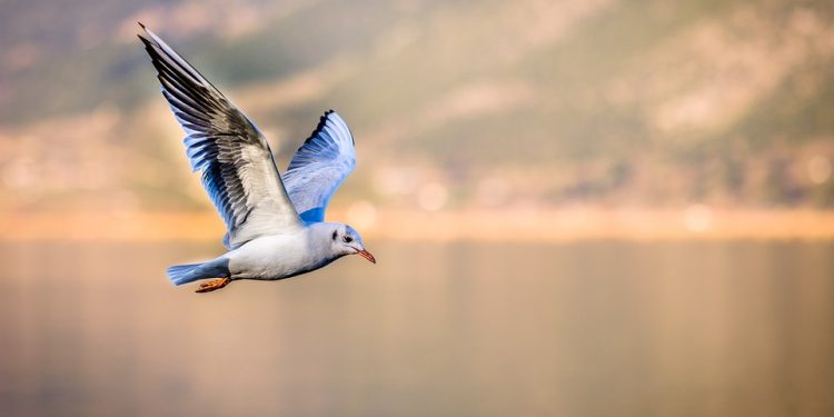 Wings of Wonder: Exploring the Top Bird Breeds for Your Perfect Feathered Friend