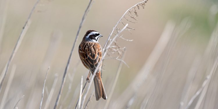 The Natural Goodness: Exploring the Key Ingredients in Premium Cat Food