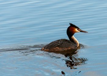 Mastering Flight: The Art of Bird Training