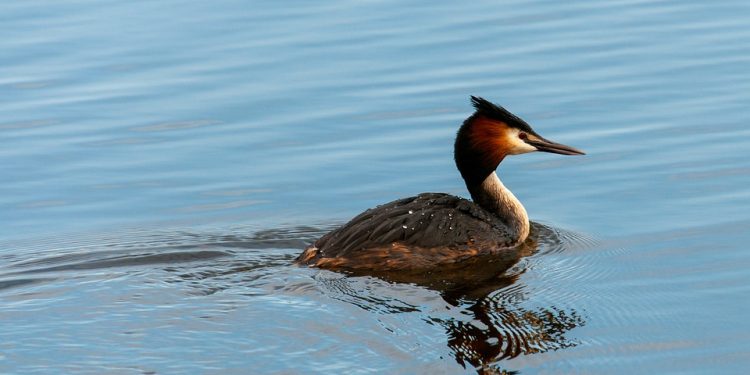 Mastering Flight: The Art of Bird Training