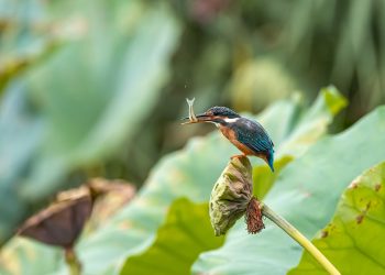 Reel in the Fun: Top Fish Toys for Your Little Angler