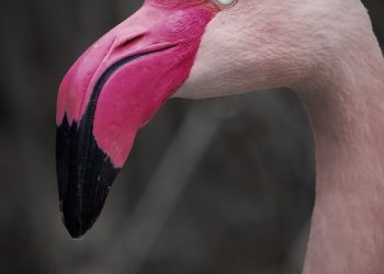 Mastering Parrot Training: Expert Tips for Success and Bonding