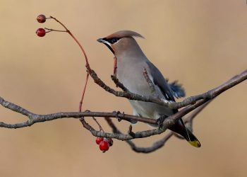 Feathered Friends: The Joys of Bird Adoption