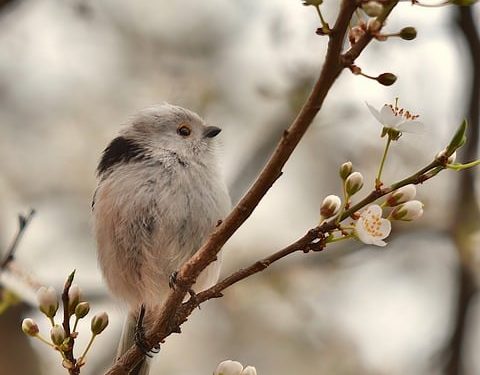 Feathered Friends: Exploring the Top Bird Breeds for Your Perfect Pet