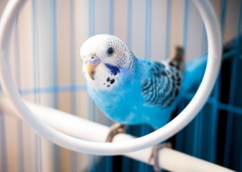 Feathered Friends: Expert Bird Care Tips for Every Bird Lover