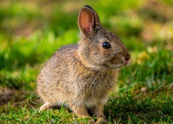 Hop to It: The Ultimate Guide to Rabbit Training Success