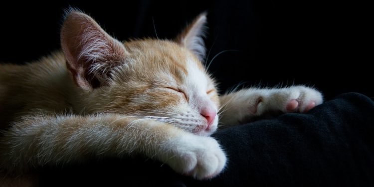 Whisker-Lickin’ Good: The Ultimate Guide to Homemade Cat Food Recipes