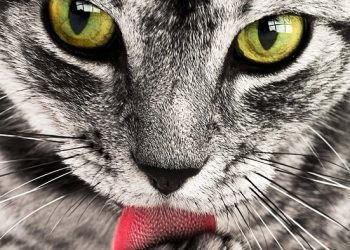 Furry Friends: The Journey of Cat Adoption