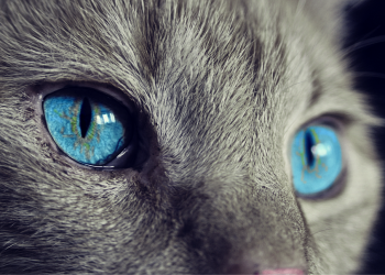 The Secret Language of Cats: A Guide to Understanding Feline Behavior