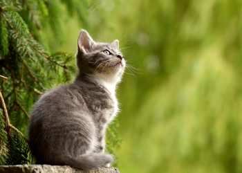 Feline Psychology Experts: Understanding and Communicating with Your Cat