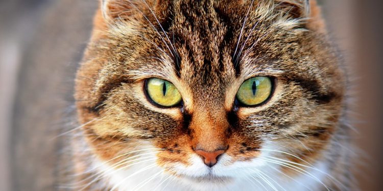 The World’s Rarest Feline Finds: Discovering the Most Unique Cat Breeds