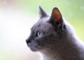 Unveiling the Mysterious Phenomenon: Why Are Your Cat’s Ears Bleeding? Tips and Advice