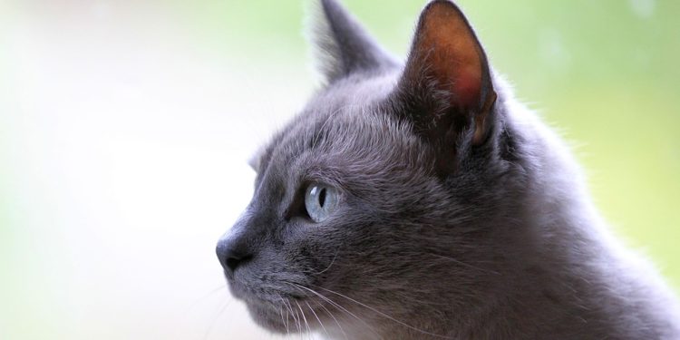 Unveiling the Mysterious Phenomenon: Why Are Your Cat’s Ears Bleeding? Tips and Advice