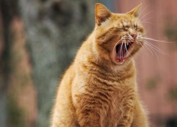 Purr-fectly Delicious: Unleashing the Best Cat Food Brands for Your Feline Friend