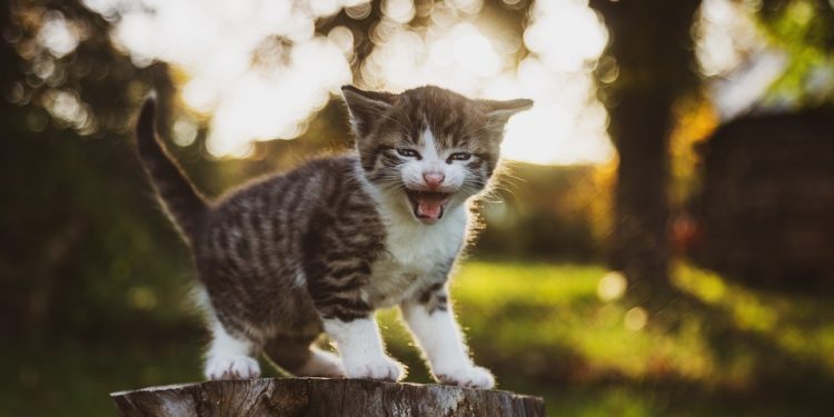 Kitten Cuisine: Nourishing Your Feline Friend with the Best Cat Food