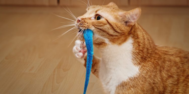 Unleash the Fun: The Ultimate Guide to Electronic Cat Toys