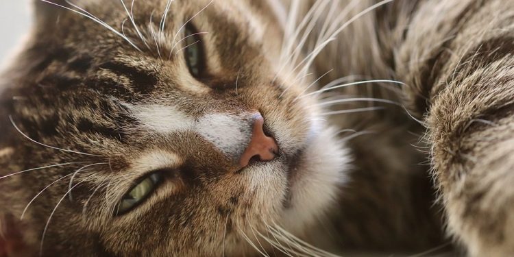 Firework Fear: Expert Tips to Keep Your Cat Calm and Safe