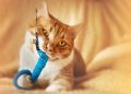 Purr-fect Playtime: The Irresistible Allure of Catnip Toys