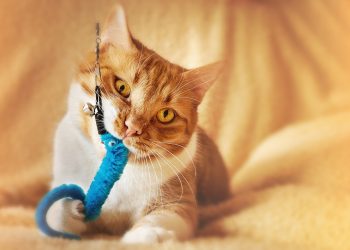 Purr-fect Playtime: The Irresistible Allure of Catnip Toys