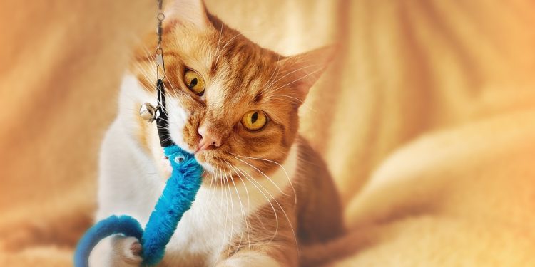 Purr-fect Playtime: The Irresistible Allure of Catnip Toys