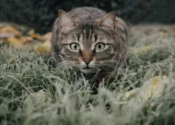 Mastering the Art of Cat Leash Training: A Guide to Happy Adventures with Your Feline Friend