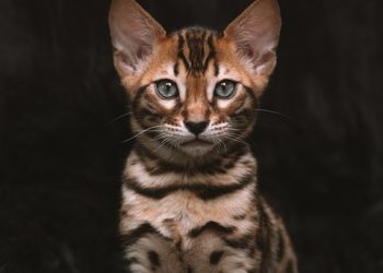 Feeding Your Feline Friend: The Top Picks for the Best Kitten Cat Food