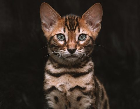 Feeding Your Feline Friend: The Top Picks for the Best Kitten Cat Food