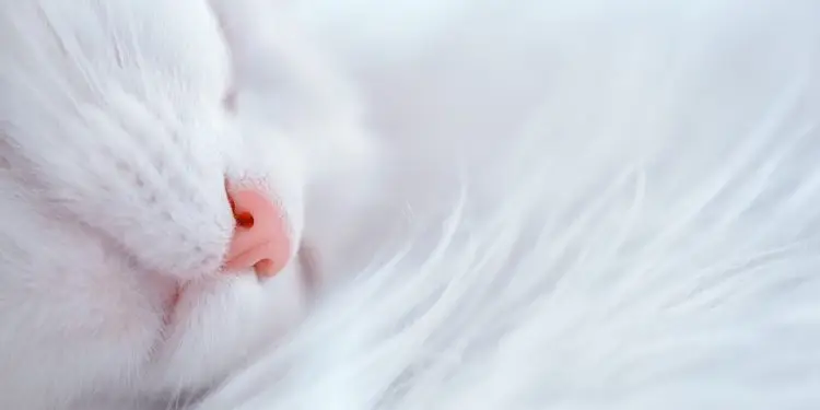 The Purrfect Recipe: Unveiling the Secret Ingredients in Your Cat’s Favorite Food