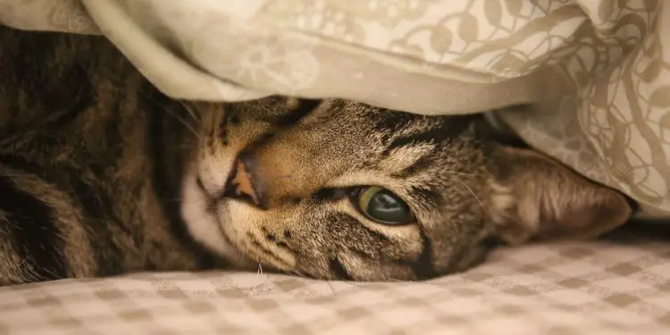 Decoding Feline Frustrations: Understanding and Addressing Common Cat Behavior Issues