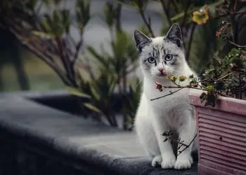 Furry Fairy Tales: Heartwarming Cat Adoption Success Stories