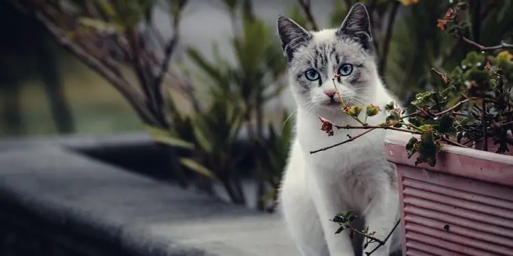 Furry Fairy Tales: Heartwarming Cat Adoption Success Stories