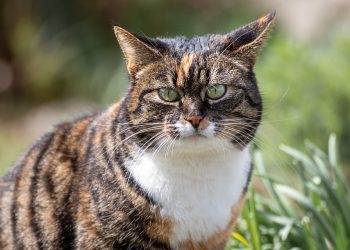 Purr-fectly Behaved: Mastering Cat Obedience Training