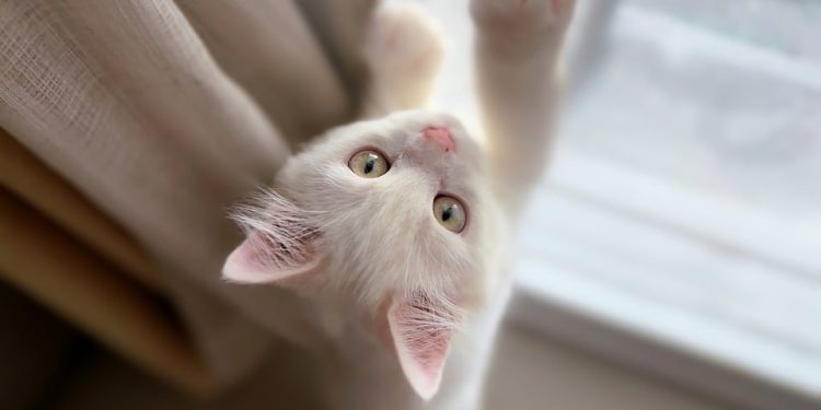 Feline Feast: The Top Cat Food Brands for Happy, Healthy Cats